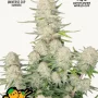 Насіння конопель APRICOT Auto від Fast Buds